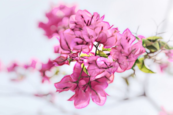 pretty pink by Andrew Wasik